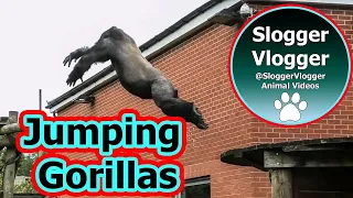 Gorilla Brothers Lope and Shufai's Epic Chase and Jumping Feats 1 of 2