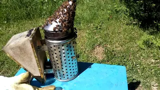 Пчелы🐝🐝🐝 облепили дымарь.😳🤔