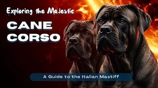 Exploring the Majestic Cane Corso: A Guide to the Italian Mastiff #CaneCorso #ItalianMastiff