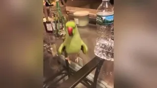 These funny parrots