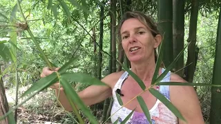 Three Methods to Propagate Bamboo - Part 1