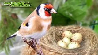 Goldfinches & a Disaster! | Breeding British Birds S3:Ep12