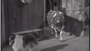 Lassie - Episode #205 - "The Epidemic" - Season 6 Ep. 23 -   02/14/1960