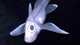 9 Bizarre Deep Ocean ROV Findings From Indonesia🇮🇩