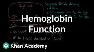 Hemoglobin moves O2 and CO2 | Human anatomy and physiology | Health & Medicine | Khan Academy