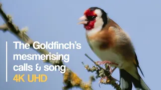 The Goldfinch's mesmerising voice - UK bird songs & calls #birdsounds