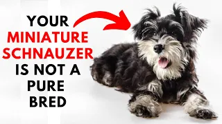 How to identify Your Miniature Schnauzer  is Pure Bred or Not ?