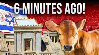 The Red Heifers SECRETLY Arrived In Israel To Prepare The Third Temple!