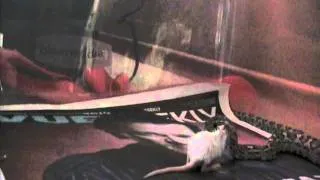 Mouse Hates Life. Corn Snake eats mouse...ALIVE!!
