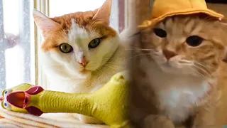 OMG So Cute Cats 🤣 Best Funny Cat Videos 😻 | Most Adorable Cats 2021