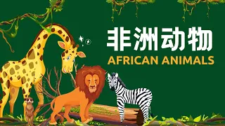 【非洲大草原动物African Safari Animals】 狮子🦁️ 长颈鹿🦒 斑马🦓 狼🐺Chinese Vocabulary Learning for African Wildlife