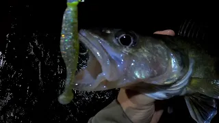 Allegheny River Walleye and Sauger (Pittsburgh)