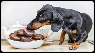 So close and so far! Cute & funny dachshund dog video!