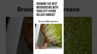 Broccoli Grow-A-Long City-Hydro HomeKit