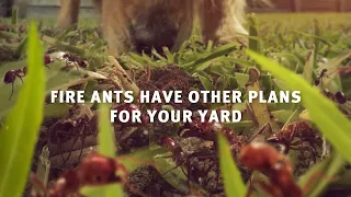 Fire ants: look for and report