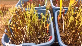 Plum and Peach Rootstock Propagation