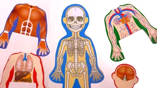 Apprendre le corps humain Anatomie Learn Body Parts