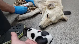 Продолжение после прямого эфира Собака Зефирка и её детёныш в клинике 🥺 Три перелома 😱 таз и лапа.