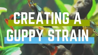 How to Make Your Own Guppy Strain