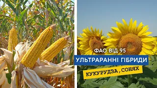 Ультраранні гібриди кукурудзи. Соняшник. Насіння льону олійного та гороху селекції Laboulet