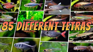 85 Best Tetra Fish Types : Rare & Common Aquarium Tetras