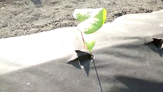 Посадка черенков батата под агроволокно
