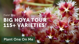 115+ HOYA TOUR with Steve's Leaves — Ep. 296