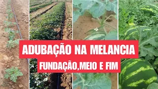 COMO ADUBAR MELANCIA DO INÍCIO ATE O FIM? ADUBAÇÃO LANÇADA