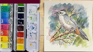 Easy Watercolor Sketch of Gray Catbird with Line and Wash for Beginners