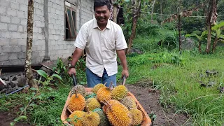 Panen durian... part 4