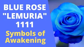 Blue Rose - Lemuria - 1111 Potent Symbols of Spiritual Awakening