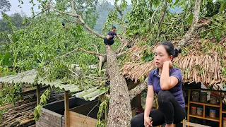 Super giant tree fell into the house: The super storm swept everything away & Collapsed in the night