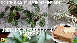 Первая посылка этой весной, приехали мои хотелки-пеперошки. Цветут мурдания и ледебурия