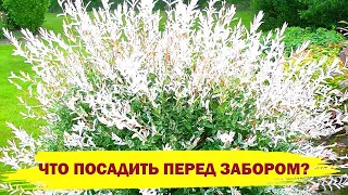 ЧТО ПОСАДИТЬ ПЕРЕД ЗАБОРОМ? Красивые кустарники, которые быстро преобразят ваш участок