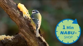 Ein Vogel, eine Minute - Blaumeise / NABU-Shop