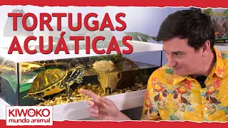 🐢Tortugas acuáticas: cuidados y consejos