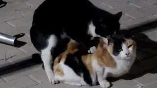 CATS MATING