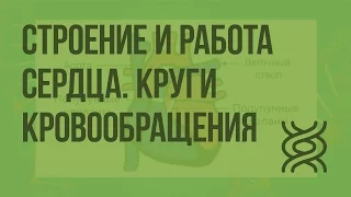 Строение и работа сердца. Круги кровообращения. Видеоурок по биологии 8 класс