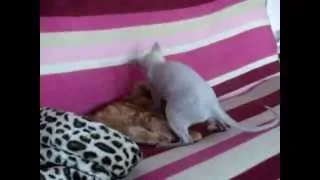 Ljubic (Sphynx) and Mirkec (Maine Coon) playing...