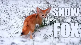 Desert Fox Gets a SNOWDAY - Cute Fox Running Through the Snow