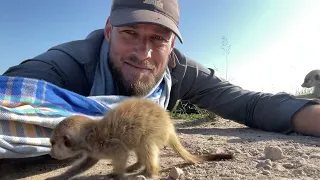 Cute baby meerkat | meerkat on head | meerkat