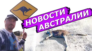 НОВОСТИ АВСТРАЛИИ Австралия Вооружается,Запрет на полеты,Запрет на дрова,3G Отключают,Сбитый кенгуру