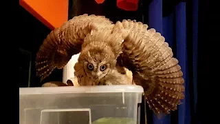 The scariest owl in the world! Protect your cutemeter
