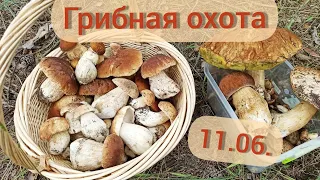 Много БЕЛЫХ грибов!!! 11.06.21г. Большие, красивые белые, молодые маслята. Днепропетровская обл.