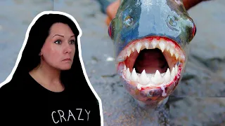 Top 10 Meanest Aquarium Fish