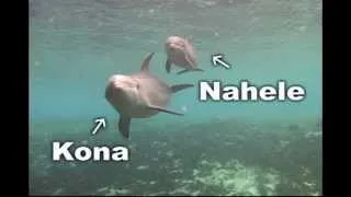 Meet Dolphin Quest Hawaii's Newly Named Dolphin Babies