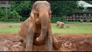 Sopha enjoys her first moments at Elephant Nature Park - ElephantNews