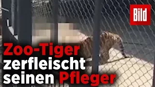 Zoo-Tiger tötet Tierpfleger vor Publikum