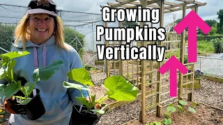 Growing Pumpkins For The First Time In My New Vegetable Garden