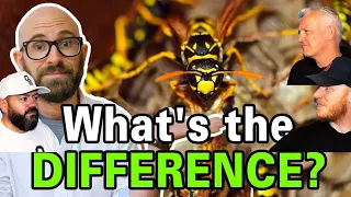 What is the Difference Between Bees, Wasps, and Hornets? REACTION!! | OFFICE BLOKES REACT!!